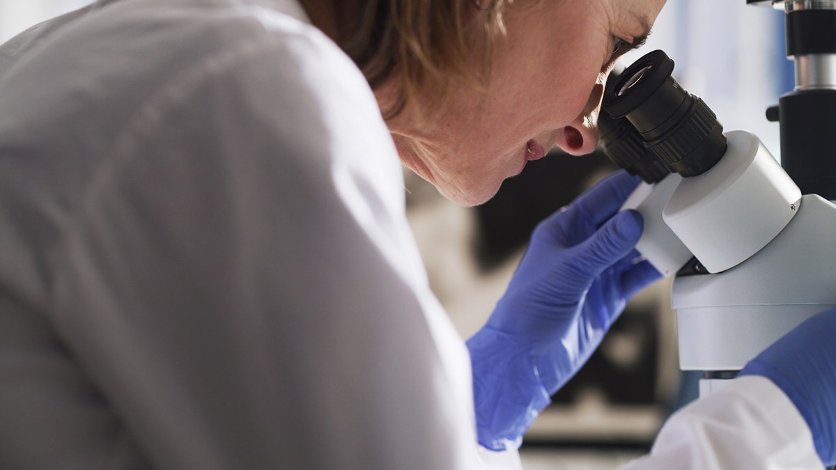 cancer researcher looks into a microscope