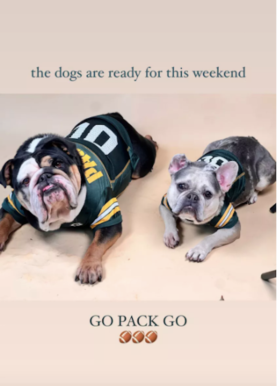 a group of dogs wearing vests
