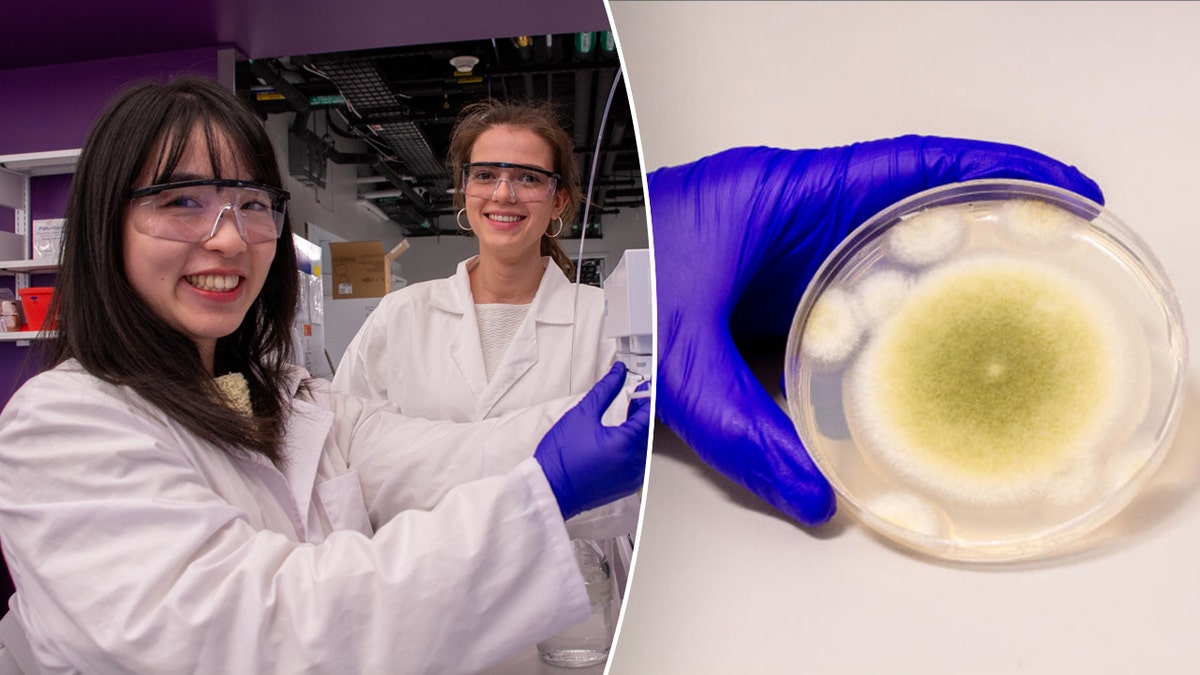 Fungus cancer research