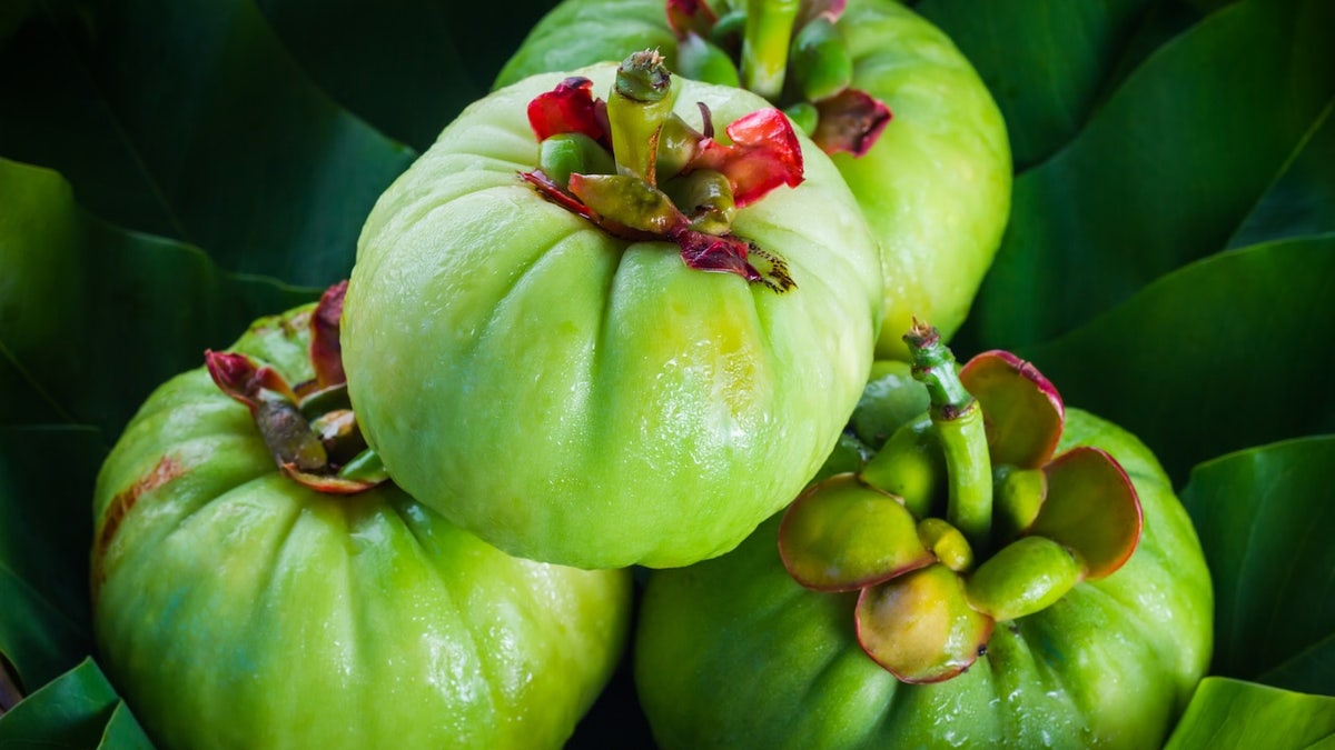 garcinia cambogia