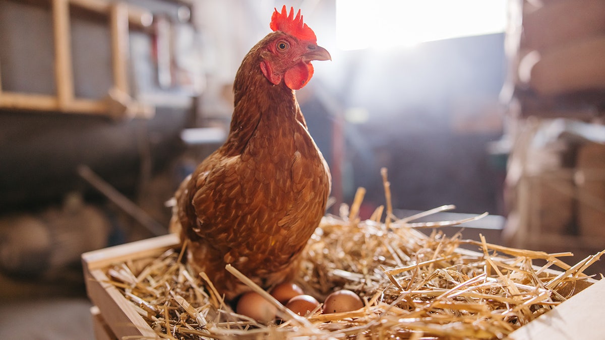 hen laying eggs on hay
