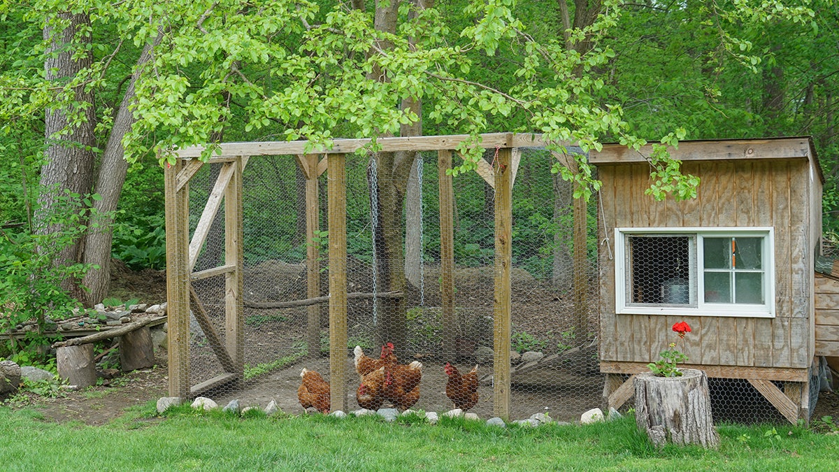 chickens fenced into a coop