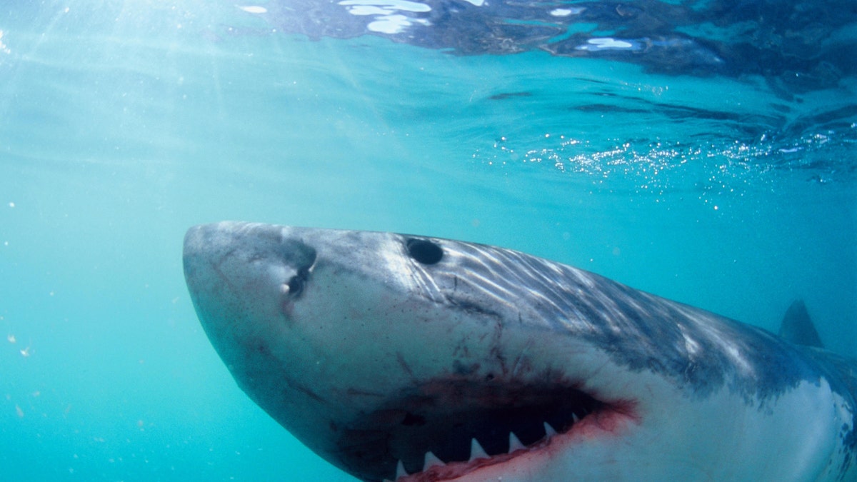 Great White Shark picture