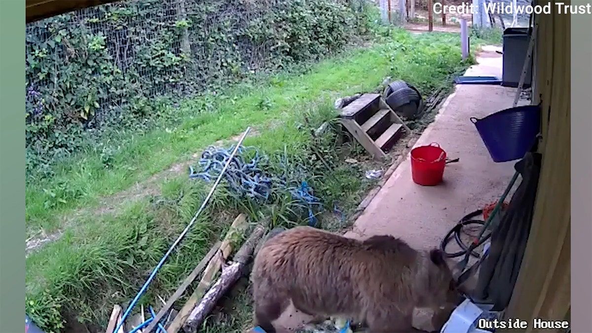 two young bears who escaped from their enclosure at a zoo in England last week were discovered in a food storage area chowing down on honey.