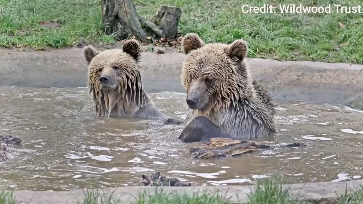 Mish and Lucy — two 5-year-old European brown bears — snuck out of their enclosure at Wildwood Devon in southwest England on Monday afternoon and headed straight for a staff-only food storage area, according to Facebook posts from wildlife park Wildwood Devon.