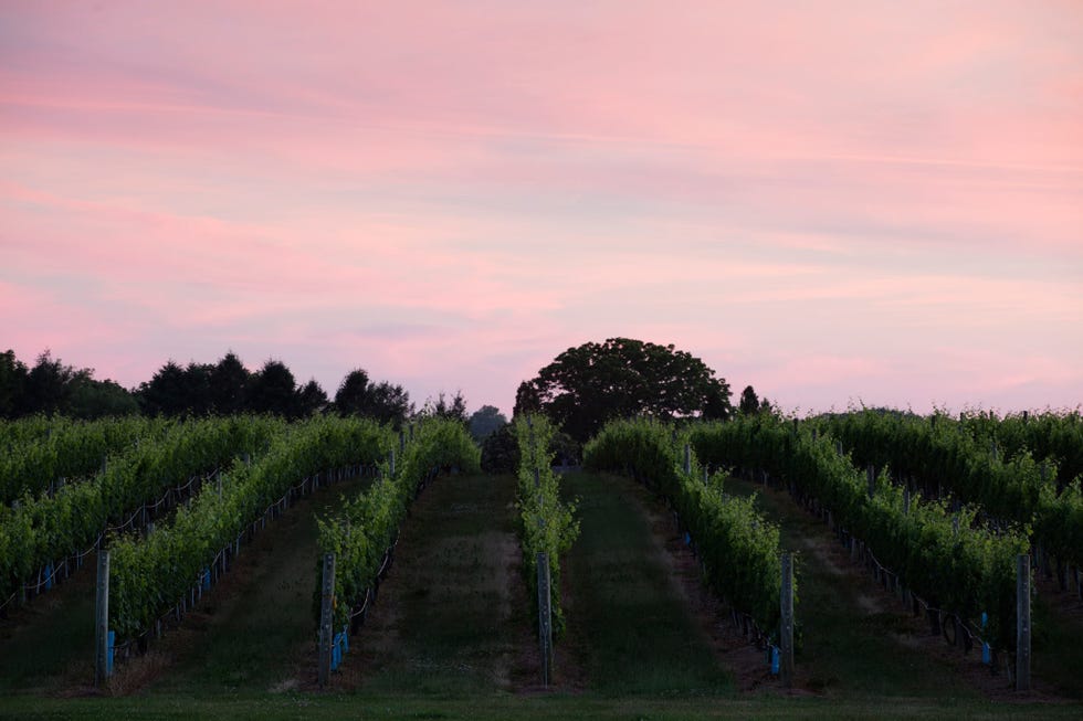 vineyard rows under a pink sky at dusk