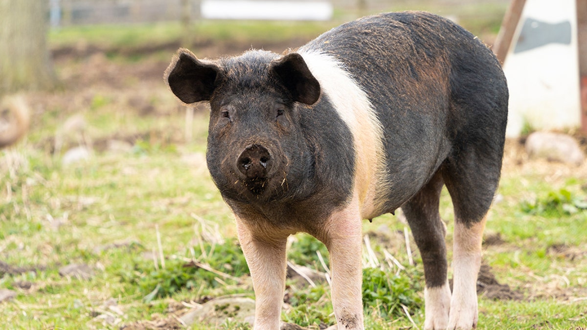 pig on a farm