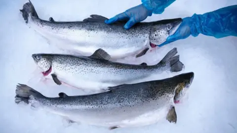 Getty Images Three large salmon lie parallel to each other lengthways on a bed of ice. the top fish is being handled by someone wearing blue plastic gloves.