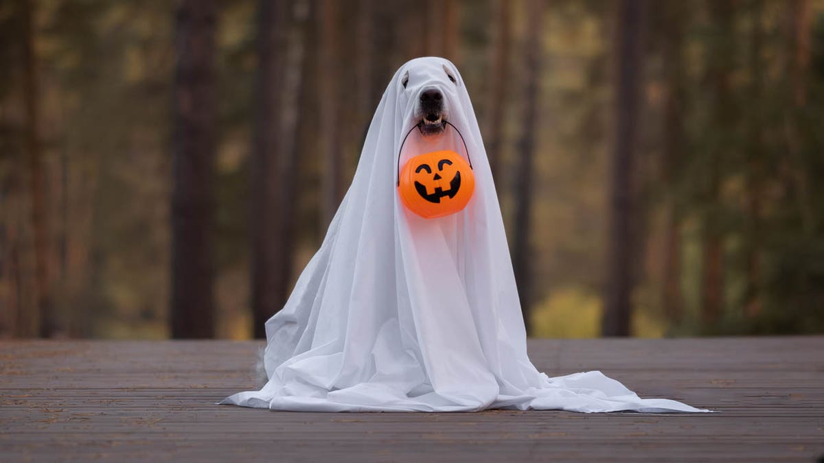 Find cute costumes for your cat or dog this Halloween. 