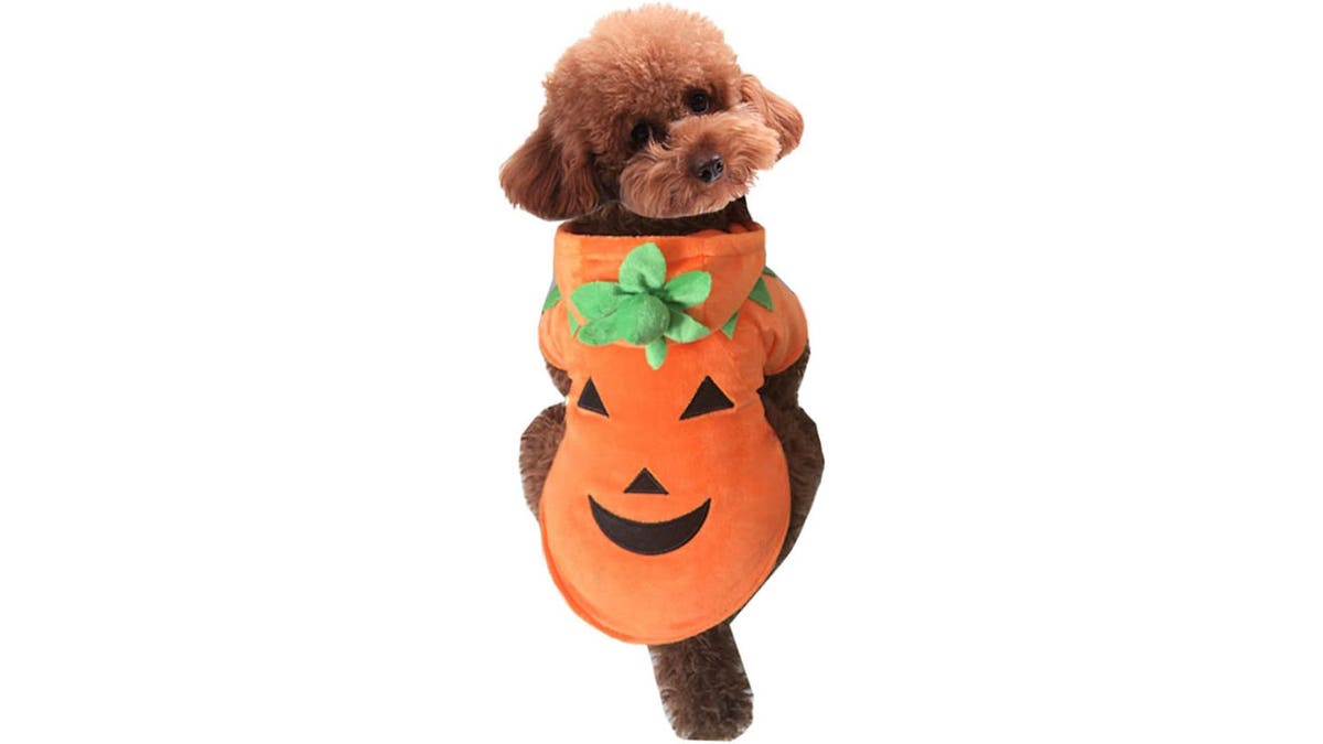 Go with a classic and dress your dog in this pumpkin costume.