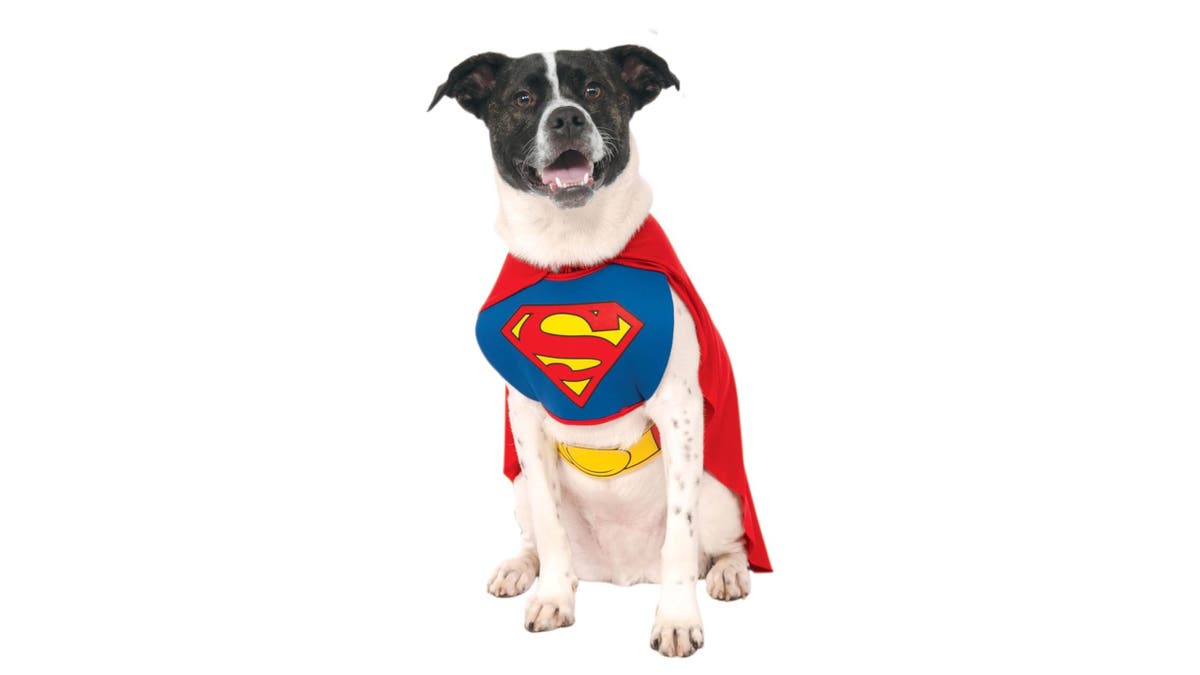 Transform your dog into one of the best superheroes around. 