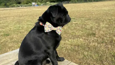 Alison A black pug with a multicoloured bow around their neck. The dog is sat on top of a table in the middle of a field looking into the distance. 