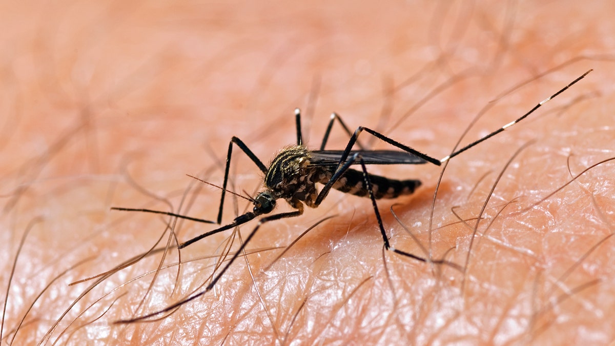 Nearly 770 West Nile virus cases reported this summer as infections spike