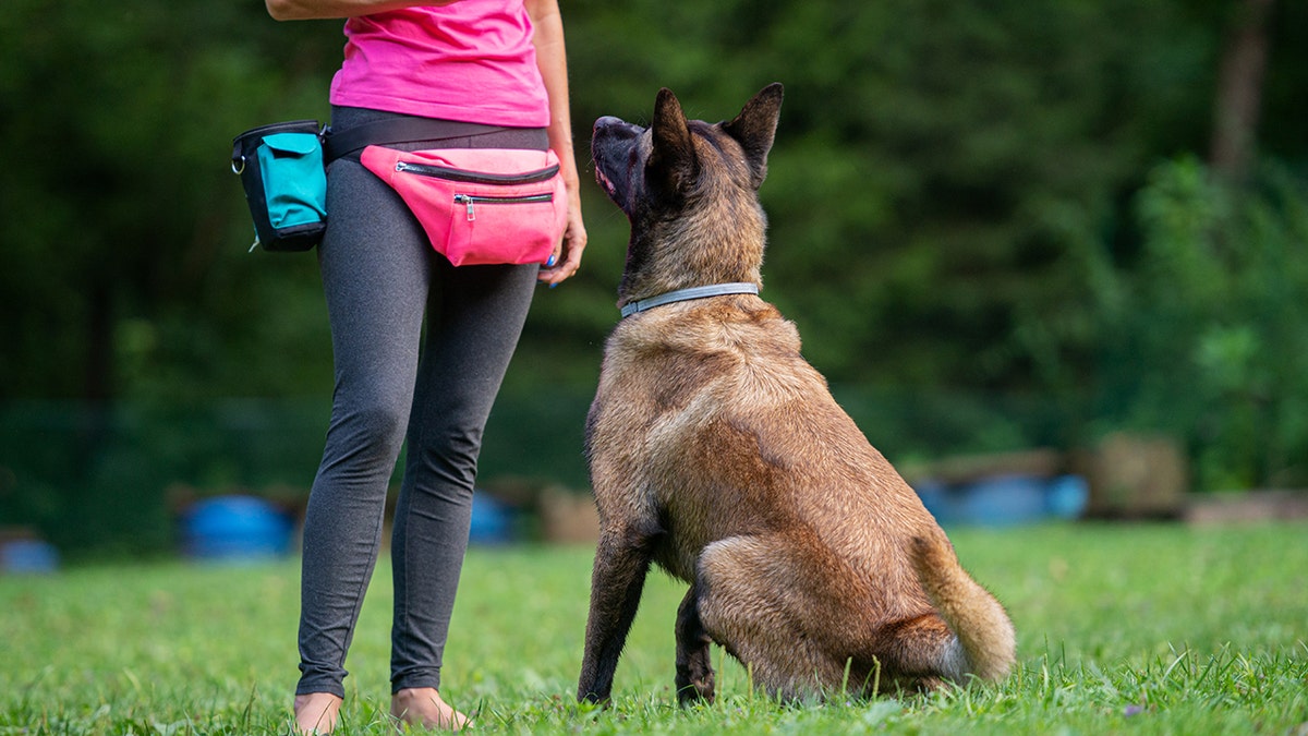 A German Shepherd dog is sitting on the grass looking up at his owner, who has two fanny packs on.