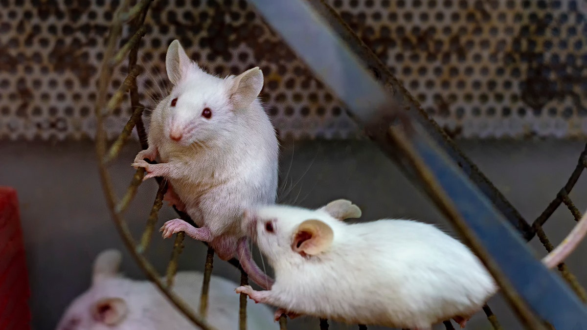 Mice or hamsters in a lab on a wheel