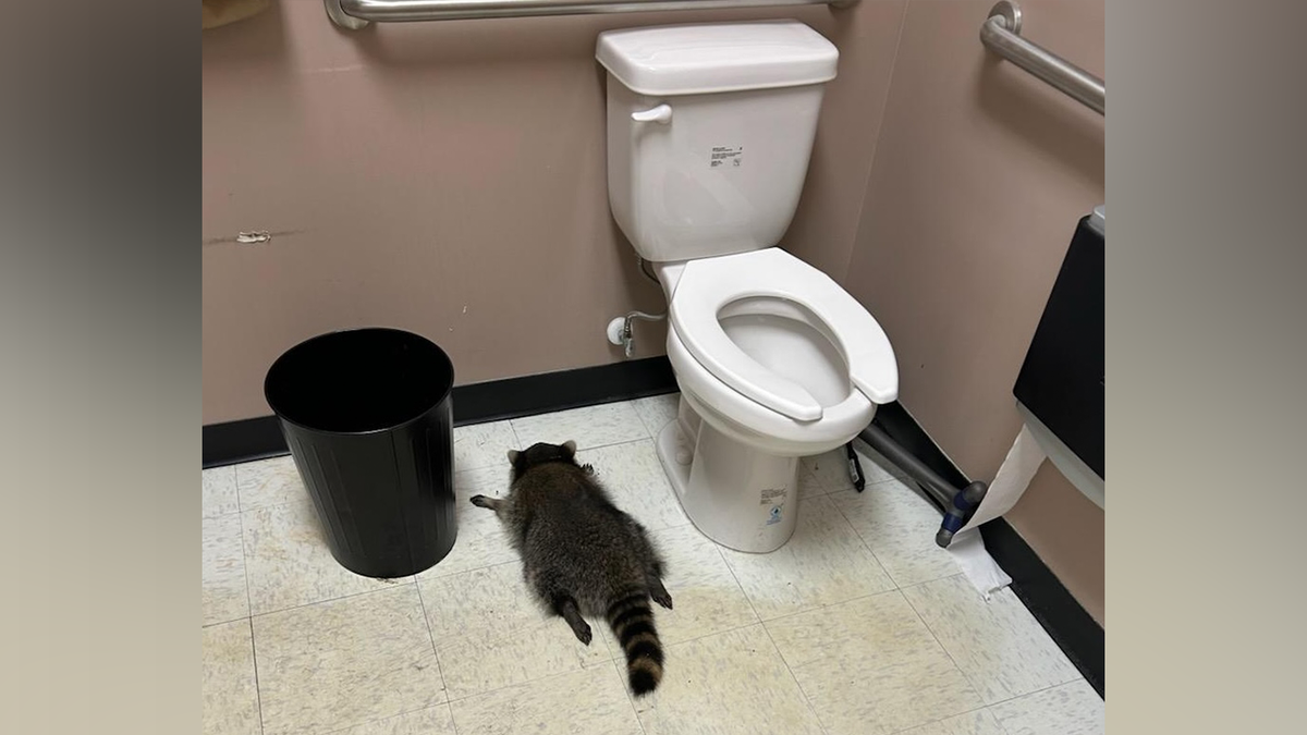A raccoon, later identified as "Cole" was found passed out in an ABC store bathroom after breaking liquor bottles and becoming intoxicated, according to officials.