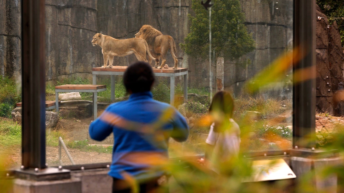 vistors watch lions at zoo behind window