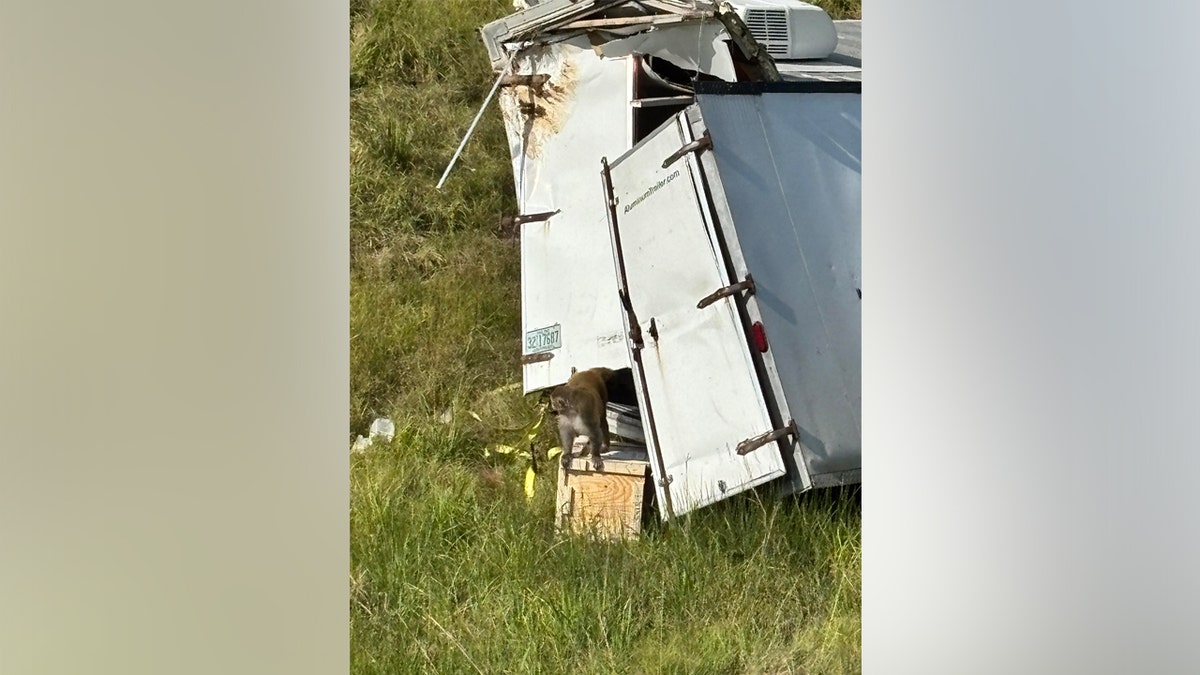 Diseased Rehsus monkeys being carried from Tulane University were let loose after a truck crash Tuesday.